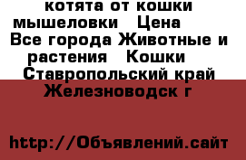 котята от кошки мышеловки › Цена ­ 10 - Все города Животные и растения » Кошки   . Ставропольский край,Железноводск г.